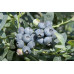 Саженцы голубики сорт Бригитта Блю 2 летние, конт. 2 л