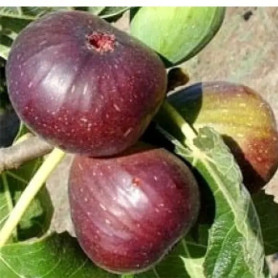 Інжир сорт Брунсвік