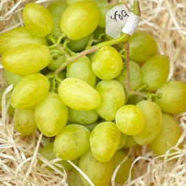 Виноград сорт Буба, 125-135 дней, конт. 1.7 л