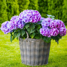 Гортензия Букет Роуз 1 летняя, конт. P9