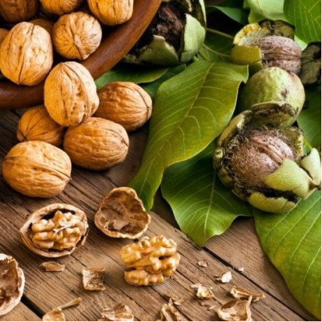 Саженцы ореха сорт "Буковинский" 1 летний Саженцы ореха сорт "Буковинский" 1 летний