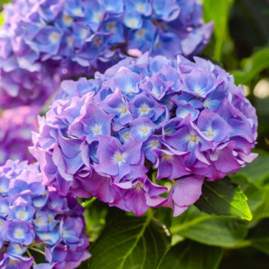 Гортензия Хамелеон 1 летняя, конт. P9 Гортензия Хамелеон 1 летняя, конт. P9