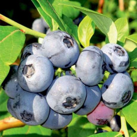 Саженцы голубики сорт Чандлер 2 летние, конт. 1.5 л