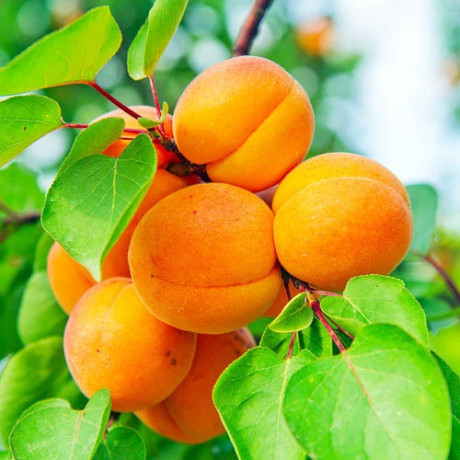 Абрикос сорт Харгранд, подвой алыча Абрикос сорт Харгранд, подвой алыча