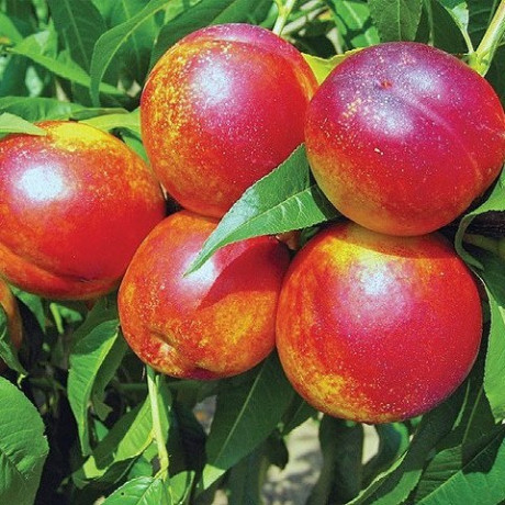 Нектарин сорт Харко, подвой алыча