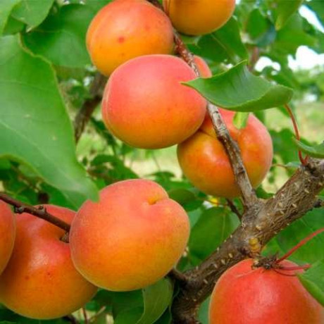 Абрикос сорт Харкот, подвой жердель Абрикос сорт Харкот, подвой жердель