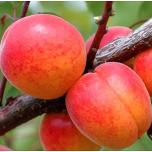 Абрикос сорт Харлайн, подвой жердель Абрикос сорт Харлайн, подвой жердель