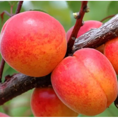 Абрикос сорт Харлайн, подвой жердель Абрикос сорт Харлайн, подвой жердель