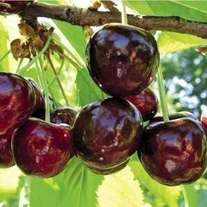 Саджанці черешні сорт Каріна Саджанці черешні сорт Каріна