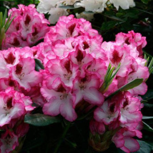 Рододендрон Cherry Cheesecake 1 летний, in vitro (полуупакованный) Рододендрон Cherry Cheesecake 1 летний, in vitro (полуупакованный)