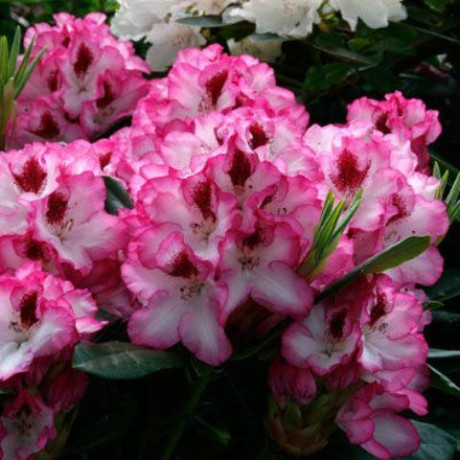 Рододендрон Cherry Cheesecake 1 летний, in vitro (полуупакованный)