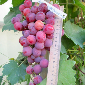 Виноград сорт Красная Роза, 115-125 дней, конт. 1.7 л Виноград сорт Красная Роза, 115-125 дней, конт. 1.7 л