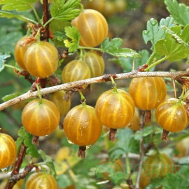 Аґрус Хіннонмакі Єлов 1 річний, напівупакований