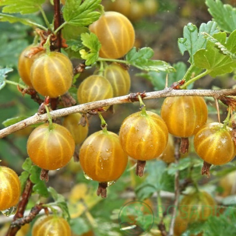 Аґрус Хіннонмакі Єлов 1 річний, напівупакований