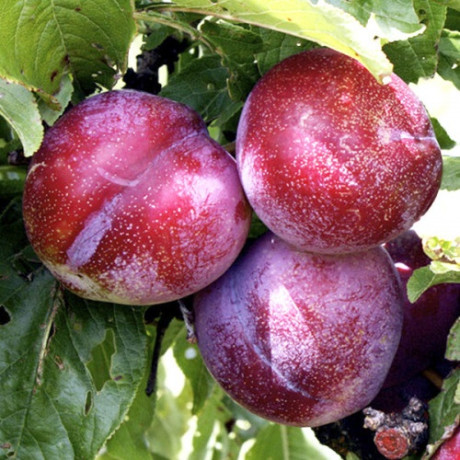 Алича (диплоїдна слива) сорт Хіромі Ред, підщепа алича Алича (диплоїдна слива) сорт Хіромі Ред, підщепа алича