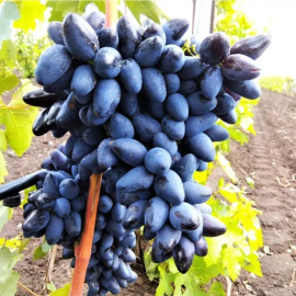 Виноград сорт Черный Коготь, 90-115 дней, конт. 1.7 л