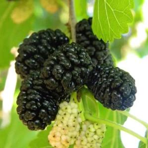 Шовковиця сорт Чорний принц 1 річна, напівупакована