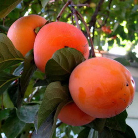 Хурма сорт Божий дар 1 летняя, полуупакованная