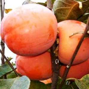 Хурма сорт Нікітська бордова 1 річна, напівупакована Хурма сорт Нікітська бордова 1 річна, напівупакована