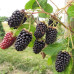 Саженцы ежевики сорт Коламбия стар 1 летние, конт. Р9
