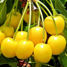 Саженцы черешни сорт Дачница