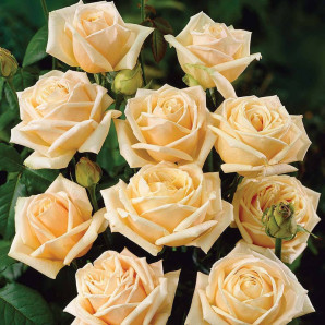 Саджанці троянд сорт Diamond Jubilee (Даймонд Джубілі) Саджанці троянд сорт Diamond Jubilee (Даймонд Джубілі)