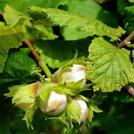 Фундук сорт Дар Павленко