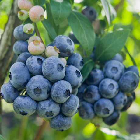 Саженцы голубики сорт Дарроу 1 летние, конт. P9