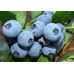 Саженцы голубики сорт Дарроу 1 летние, конт. P9