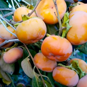 Хурма сорт Дар Софіївки 1 річна, напівупакована Хурма сорт Дар Софіївки 1 річна, напівупакована