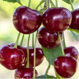 Вишня сорт Дебрецени Ботермо, подвой магалепка