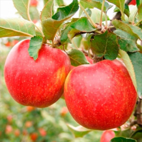 Яблоня зимняя сорт Джонаголд Декоста, подвой M-9 Яблоня зимняя сорт Джонаголд Декоста, подвой M-9