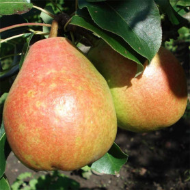 Саженцы груши осенней сорт Дербаралью RX-12/47, подвой ВА-29 Саженцы груши осенней сорт Дербаралью RX-12/47, подвой ВА-29