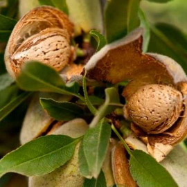 Мигдаль сорт Делон 1 річний