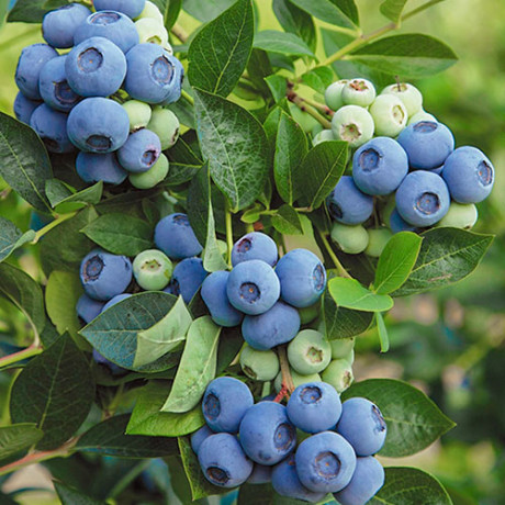 Саджанці лохини сорт Денис Блю 3 річні, конт. 5 л