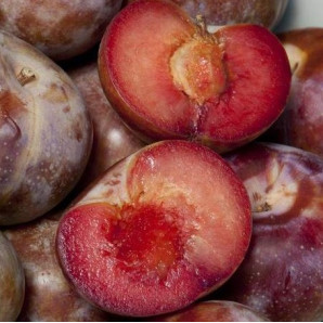 Гибрид сорт Дапл Денди, подвой алыча Гибрид сорт Дапл Денди, подвой алыча