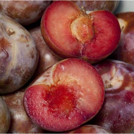 Гибрид сорт Дапл Денди, подвой алыча Гибрид сорт Дапл Денди, подвой алыча