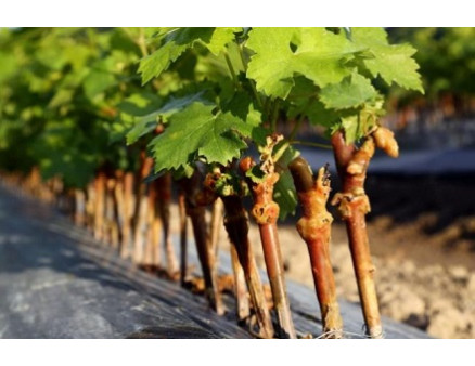 Где и как хранить черенки зимой? Где и как хранить черенки зимой?