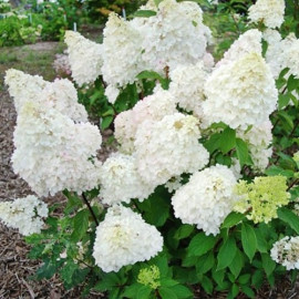 Гортензия Диамантино, конт. P9