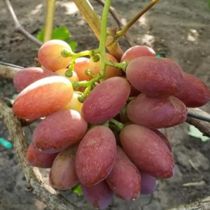 Виноград сорт Днепровская Ривьера, полуупакованный