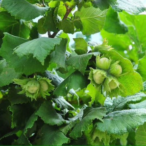 Фундук сорт Долинський