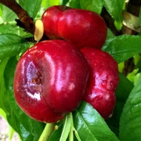 Нектарин инжирный сорт Донат, подвой миндаль