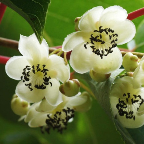 Актинидия мужская сорт Дон Жуан 2 летняя, конт. 1.5 л Актинидия мужская сорт Дон Жуан 2 летняя, конт. 1.5 л