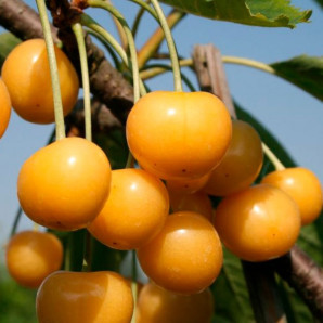 Саджанці черешні сорт Дрогана Жовта, підщепа магалєпка Саджанці черешні сорт Дрогана Жовта, підщепа магалєпка