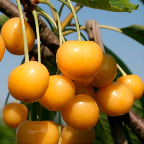 Саджанці черешні сорт Дрогана Жовта, підщепа магалєпка