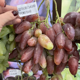 Виноград сорт Дубовский