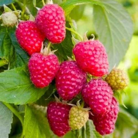 Малина сорт Джоан Джей, 5 шт (напівупакована)