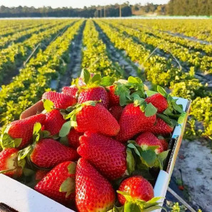 Клубника сорт Джуси в кассетах, 45 ячеек