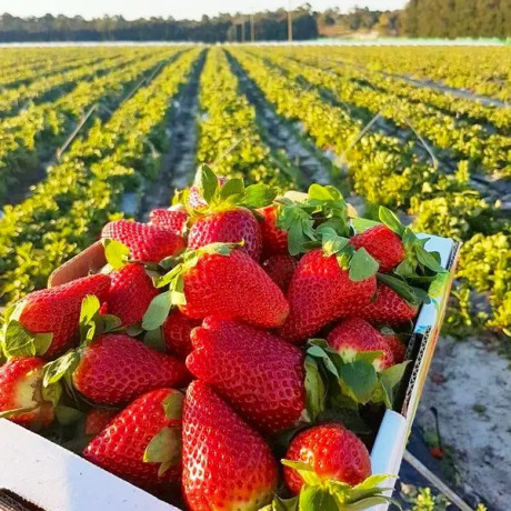 Клубника сорт Джуси в кассетах, 45 ячеек Клубника сорт Джуси в кассетах, 45 ячеек