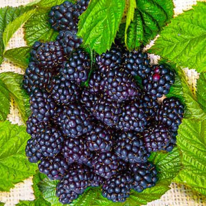 Саженцы ежевики сорт Блэк Сатин контейнер 3 л